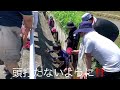 附属小田植え体験2022