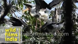 Painted Stork and mongoose in the wilderness