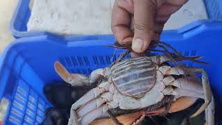 let's know about some chilika crabs \u0026 it's price// ଚିଲିକା କଙ୍କଡା ର ଦାମ ଜାଣିବା