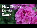 New Shrubs for the South - 2021