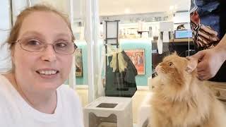 Cat Cafe in Bangkok Thailand.