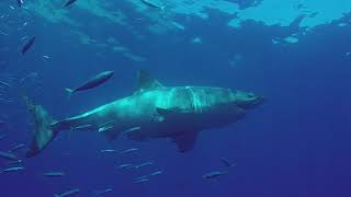 Guadalupe Great White Sharks   2017 Day 2