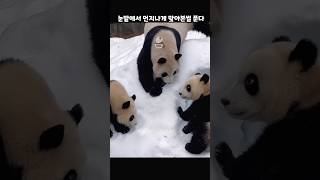 눈밭에서 먼지나게 맞는 루이후이🐼아은영선생님의 훈육