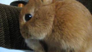 My Bunny (Felix) cleans himself....(looks cute)