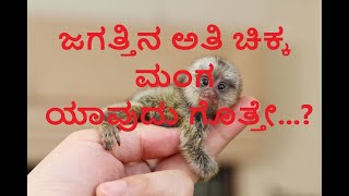 ಜಗತ್ತಿನ ಅತಿ ಚಿಕ್ಕ ಮಂಗ ಯಾವುದು ಗೊತ್ತೇ...? Smallest monkey in the world Pygmy Marmoset