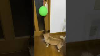 【#shorts 】風船🎈と犬の太郎ちゃん🐶その1　2023/8/12