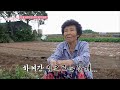 달콤 살벌 해남 로맨스_엄마의 봄날 478회 예고 TV CHOSUN 241110 방송