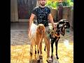Haider shah Qurbani Done!😍❤️#rajabfamily #rajab #viralvideo