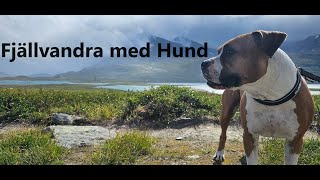 Fjällvandring | Katterjåkk | Abisko | Vandra med hund | Hiking with dog