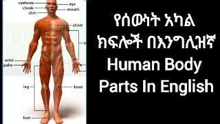 የሰውነት አካል ክፍሎች በእንግሊዝኛ | Body Parts In English |  እንግሊዝኛ ትምህርት ለጀማሪዎች | English Lesson For Beginners