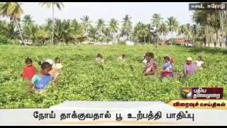 Farmers in Sathyamangalam are distressed at the production falling short by about 25 %