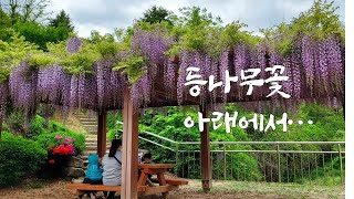 5월의 등나무 꽃- 경상북도 환경연수원. \