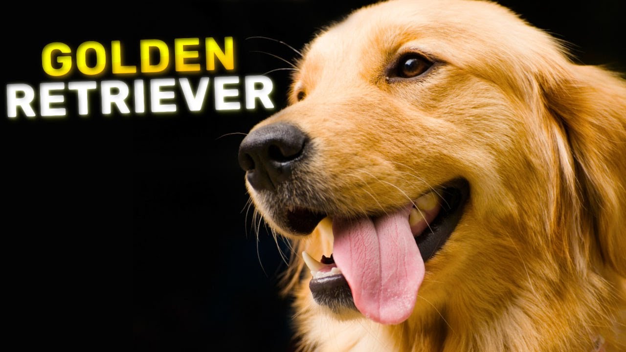 Golden Retriever - The Ultimate Companion Dog | Characteristics - YouTube