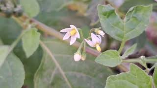 স্বর্ণ লতিকায় বসন্তের ফুল || Flowers in spring || স্বর্ণ লতিকা ||