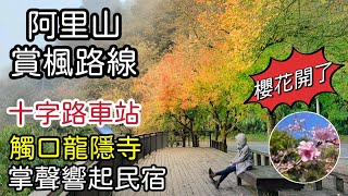 阿里山楓葉｜阿里山公路賞楓路段｜掌聲響起民宿｜觸口龍隱寺｜十字路車站