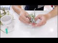 tillyspecs ep. 2 tillandsia caput medusae dave s air plant corner