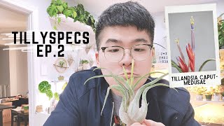 TillySpecs Ep. 2 - Tillandsia caput-medusae | Dave's Air Plant Corner