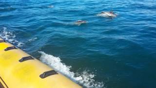 Dolphin Watching (Venture Jet, St Davids, Pembrokeshire, UK)