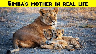 In real life, Simba's mother would be the leader of the pack.