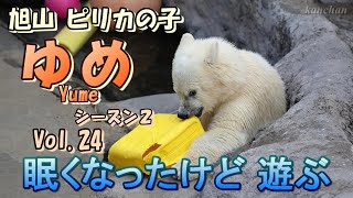 眠くなったけど 遊ぶ ~ ピリカの子「ゆめ」 Vol.24（シーズン２）~（A polar bear cub. Yume. 0year 8months old.）