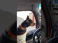 This dog has places to be and people to see 🎥 CDLLife app user ‘bigburd’. #trucks #dog #trucking