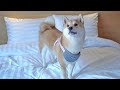 Shiba Inu Dog Staying at 5-STAR HOTEL