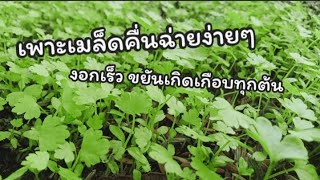 เพาะเมล็ดคื่นฉ่ายง่ายๆ ให้งอกเร็ว เจริญเติบโตดี  รับรองงอกเกือบทุกเมล็ด #การเพาะปลูก #ต้นคื่นฉ่าย