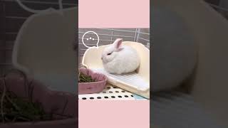 かまちょの飼い主、うさぎさんに振られるの巻【短い動画】#shorts