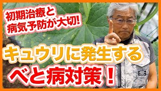 家庭菜園や農園のキュウリ栽培でべと病対策！発生初期に注意したい病気対策とキュウリの育て方！【農家直伝】Tips for disease control in cucumber cultivation.