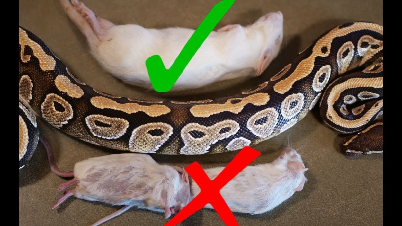 What Size Rodent Should You Feed Your Snake? – HousePetsCare.com