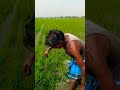 விவசாயம் பிடிச்சிருந்தா லைக் பண்ணுங்க 🌾🌾🌾🌾