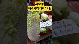 여기 배추 가격 대박이네! 깜짝! #폭락 #맛집 #시장 #물가 #food #김치 #반찬