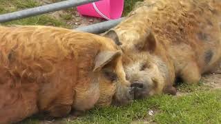 Kune Kune Pigs