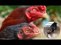 Anak Ayam Aseel X Bulbi || Kepala Lonjong Seperti Buah Pinang | @manekchicken