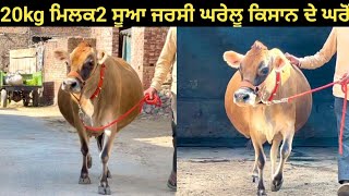 One jersey cow for sale || 20kg ਮਿਲਕ 2 ਸੂਆ #ਜਰਸੀ ਵੱਛੀ ਘਰੇਲੂ ਕਿਸਾਨ ਦੇ ਘਰੋਂ ਖਰੀਦੋ !!