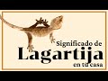 significado LAGARTIJA en CASA - Significado ESPIRITUAL de la LAGARTIJA o Lagarto