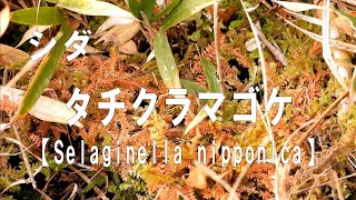 山野草・シダ編#71　タチクラマゴケ（立鞍馬苔）