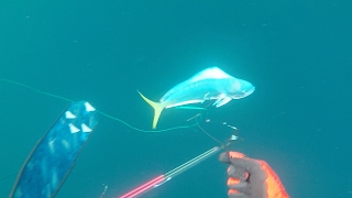 Spearfishing Australia, Mahi Mahi Ulladulla FAD