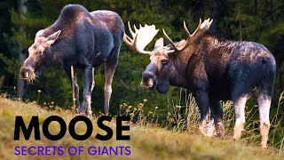 Majestic Moose: The Secrets Facts of These Majestic Giants