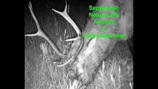 Natural September Action - The Rocky Mountain Elk & Deer Watch - Videography Don France