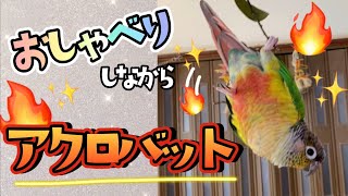 アクロバットを披露するインコ【ウロコインコのぽぽ】