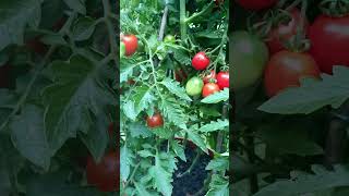 自家#小菜园  绿叶掩映争奇斗艳 Red Tomato in Greens #gardendiy #harvesting #vegetablegarden #kitchengarden  #田园生活