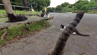 頭突きキジトラねこを撮影者がモフっているのでのんびりできる丸顔黒ねことアザラシサバ白ねこと黒白ねこ　-Diary of visiting cats in Japan-