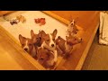 basenji puppies having fun