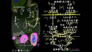 11002選修生物二ch4 1 10開花植物的生活史 世代交替的輔助說明(一恭)