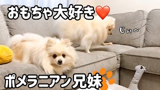 【ポメラニアン家族】玩具でエキサイトする犬の仲良し兄妹はこちらです✨