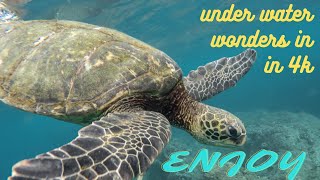 Under Red Sea 4K - Incredible Underwater World - Relaxation Video with Original Sound