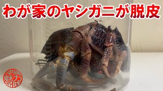 【陸生甲殻類】わが家で飼っているヤシガニが脱皮しました！