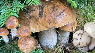 ป๊าดเห็ดเผิ้งหวานวันนี้มีแต่ดอกงามๆๆ # สุดหมานสุดฟิน # picking porcini mushrooms.11/10/22.