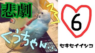 ６【悲劇】セキセイインコのくうちゃんプチ反抗期…